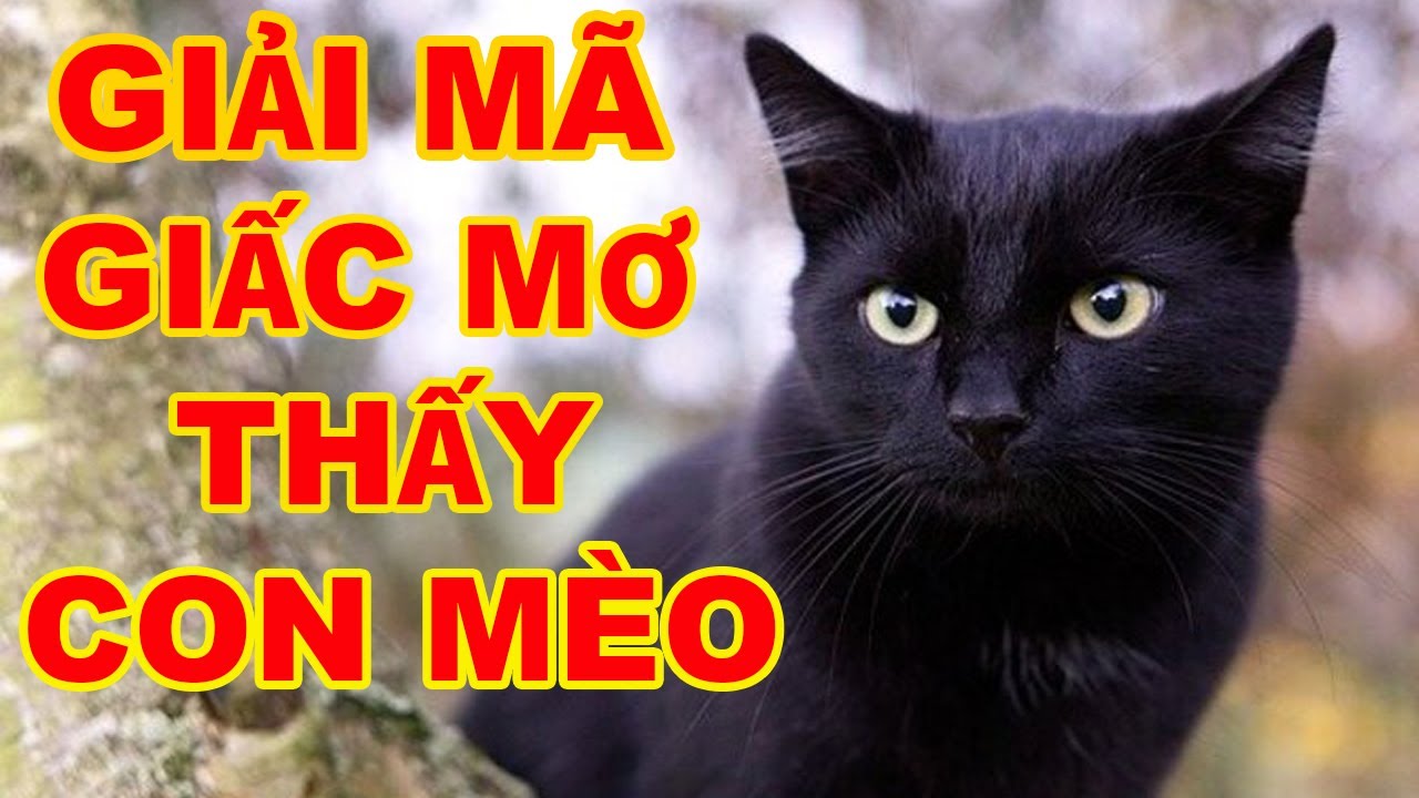 Nằm mơ thấy mèo con