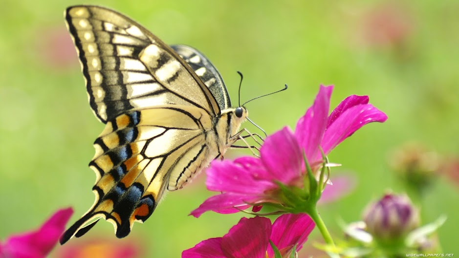 Mơ thấy bướm đen