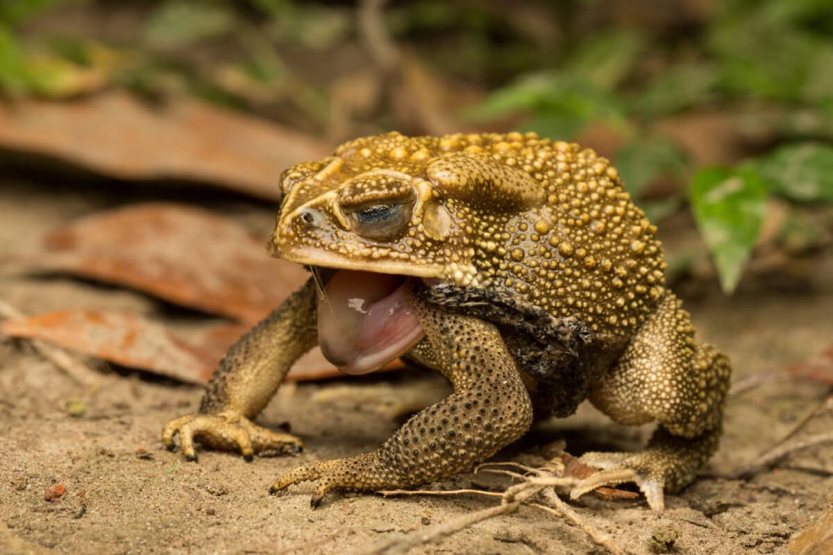 Ý nghĩa giấc mơ thấy con cóc