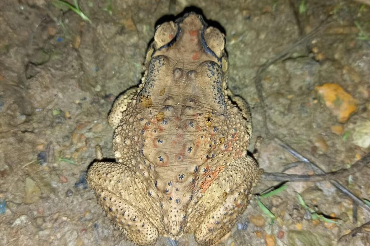 Nằm mơ thấy cóc vàng