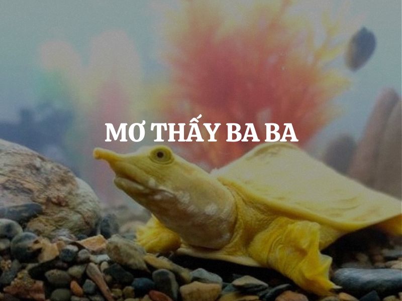 Giải mã chi tiết giấc mơ thấy ba ba