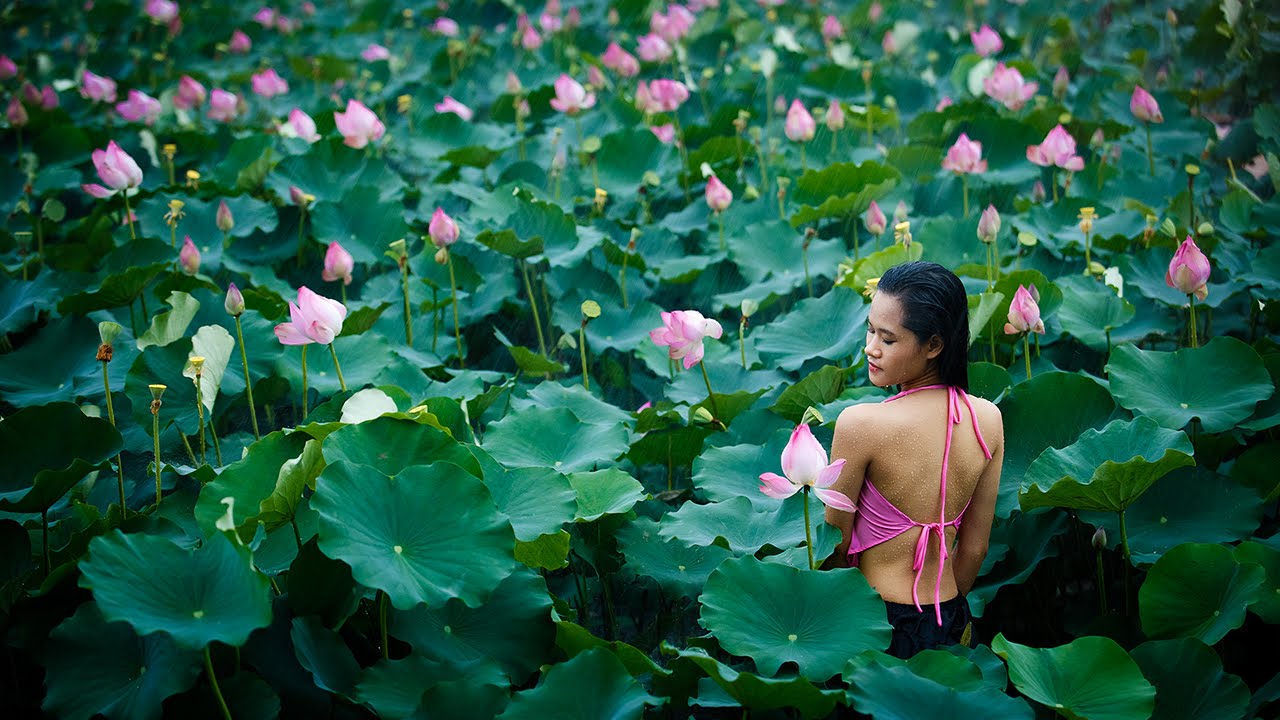 Mơ thấy hoa sen trắng