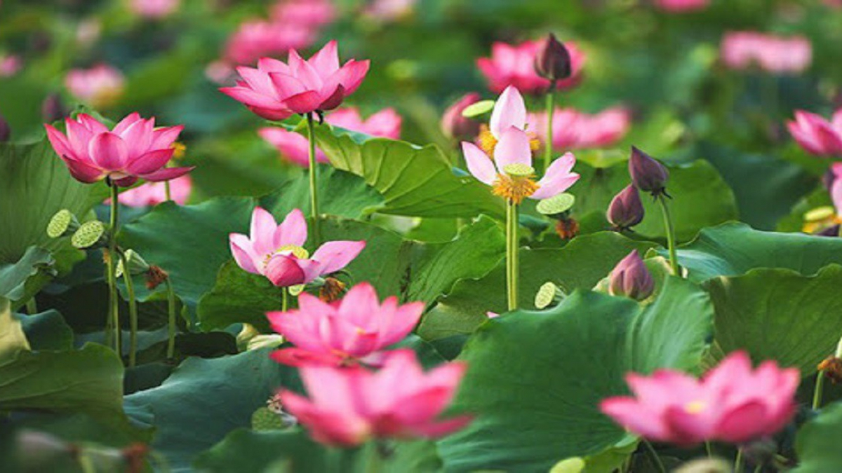 Mơ thấy hoa sen vàng
